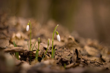 The first snowdrops in the forest