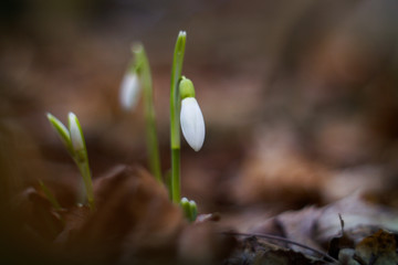 The first snowdrops in the forest