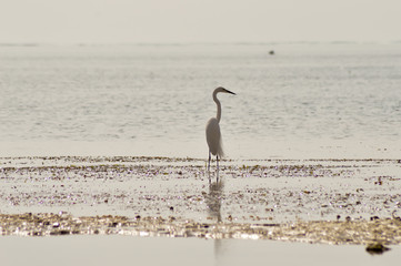Great Egret along the beach