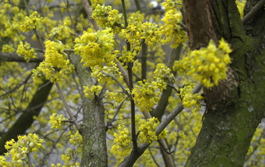 a closeup of a flower in the wilderness