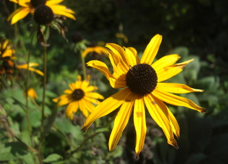 a closeup of a flower in the wilderness