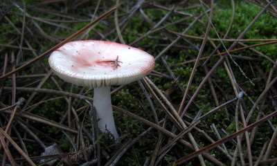 a closeup of a flower in the wilderness