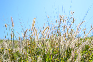 Grass field in the wind