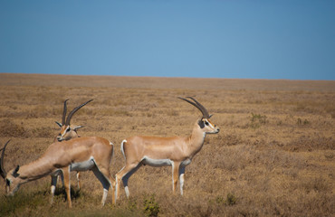 Antelope on the plains