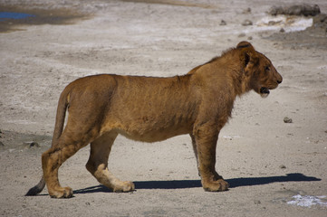 Young Lion