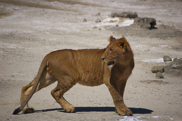 Young Lion II