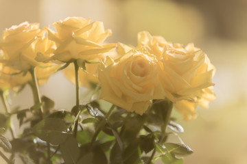 Yellow roses