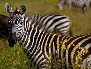 Zebra