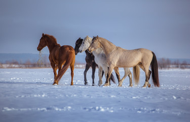 Herd of several horses go on snow