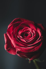 Closeup shot of a beautiful red rose over dark background