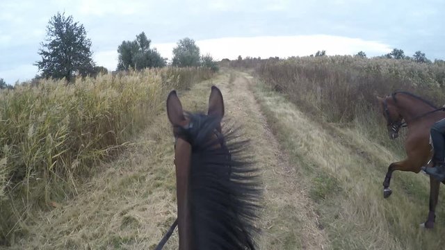 First person view of riding a horse. Point of view of rider walking at stallion at nature. Pov motion. Close up
