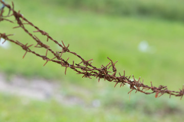 Tangled barbed wire