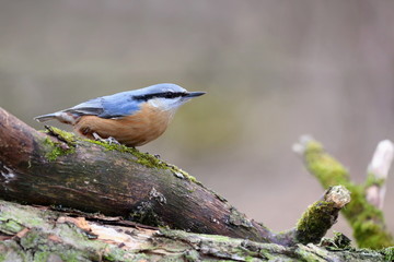 Sitta europaea, Red-breasted nuthatch sitting on a branch moss-grown. Wildlife scenery, Europe, Slovakia landscape.