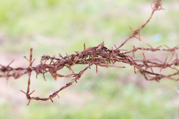 Old rusty barbed wire on green background