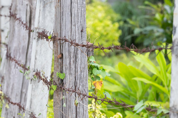 Old rusty barbed tape in front of the garden