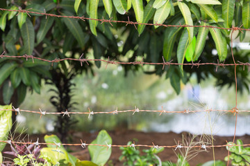 Barbed wire in front of the garden