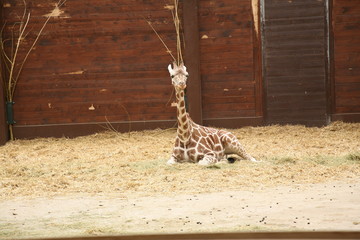 ein Giraffen Junges