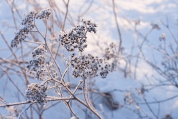 Frosty sunny winter day. Plant cover with small ice crystals. Hoarfrost on branches. Blue background with the grass in frost. Frozen  flowers under snow in the late autumn. 