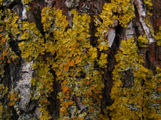 yellow lichen on ash tree bark