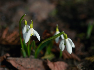 snowdrops