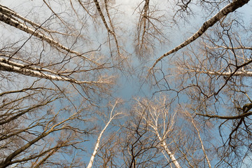 Fototapeta na wymiar Trees from bottom