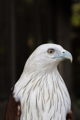 Portrait of Brahminy Kite ,Red-backed Sea Eagle