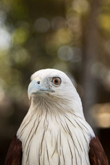 Portrait of Brahminy Kite ,Red-backed Sea Eagle