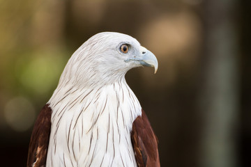 Portrait of Brahminy Kite ,Red-backed Sea Eagle