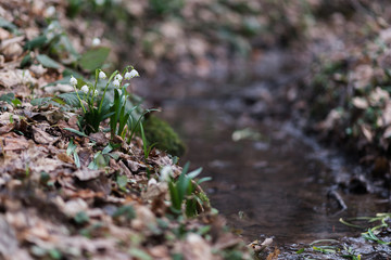 White spring snowdrops ashore forest creek, background