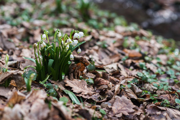 White spring snowdrops in a forest glade covered with leaves, background