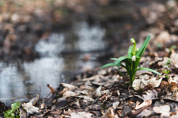 White spring snowdrops ashore forest creek, background