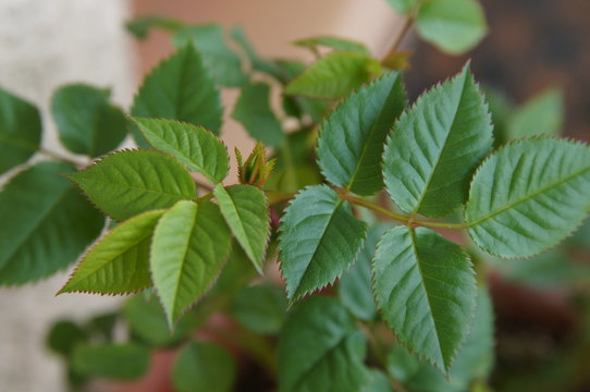 feuilles de mini rosier