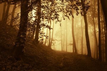 autumn forest landscape in sunrise light