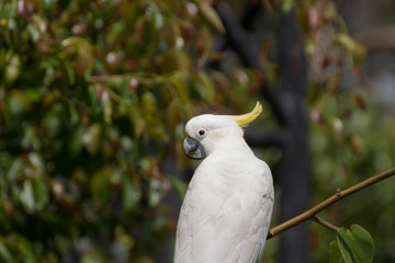 Portrait of  Cockatoo that beautiful bird