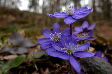 Leberblümchen