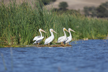 Group of american white pelicans standing on the shores of a lake ready to take off