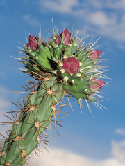 Springtime in the Desert