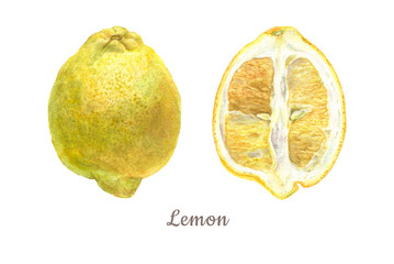 Botanical watercolor illustration of yellow lemon whole and cut isolated on white background