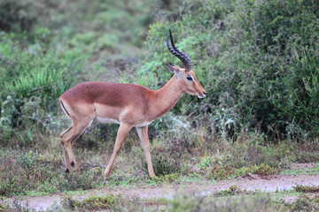 Impala-Bock (Aepyceros melampus) im Amakhala Game Reserve, Eastern Cape, Südafrika.