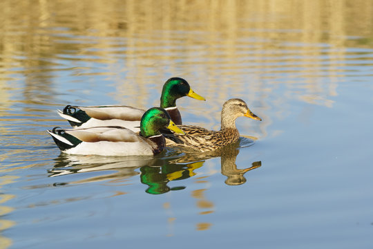 Two Drake (male) swimming on the lake for a duck (female) Mallard duck (lat. Anas platyrhynchos) is a bird of the duck family (Anatidae) detachment of waterfowl (Anseriformes).