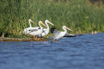 Group of american white pelicans standing on the shores of a lake ready to take off