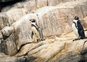 Naklejka premium Humboldt Penquins on the Rocks