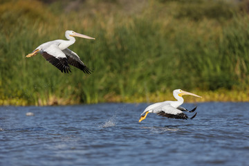 Two american white pelicans flying over a lake in the wilderness