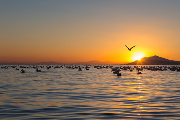 Flock of american white pelicans flying into the sunrise with orange alluminated sky and mountains in the background