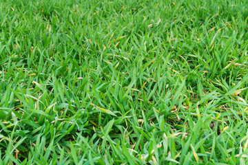 Young green wheat field on a nice spring day