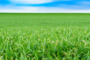 Young green wheat field on a nice spring day