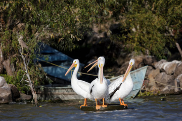 Group of american white pelicans standing close to the shore of a lake in the water with a fishing boat in the background