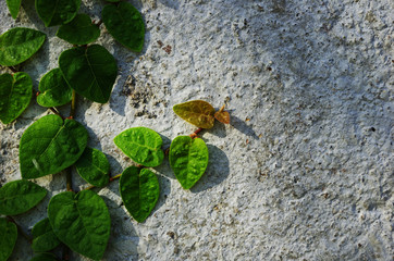 Fototapeta premium Background neture.