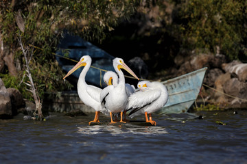 Group of american white pelicans standing close to the shore of a lake in the water with a fishing boat in the background