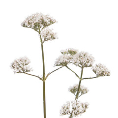 Valerian flower isolated on white background